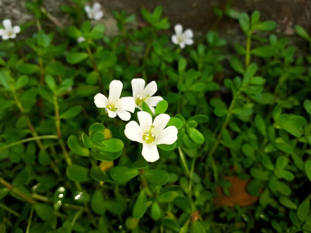 അറിഞ്ഞിരിക്കാം-ബ്രഹ്മിയുടെ-ഈ-അമൂല്യ-ഗുണങ്ങൾ