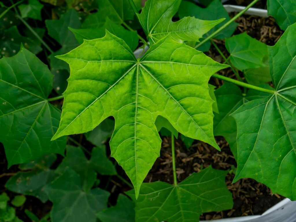 ചായാമന്‍സ-എന്ന-ഷുഗര്‍-ചീര,-മരുന്നാണിത്….