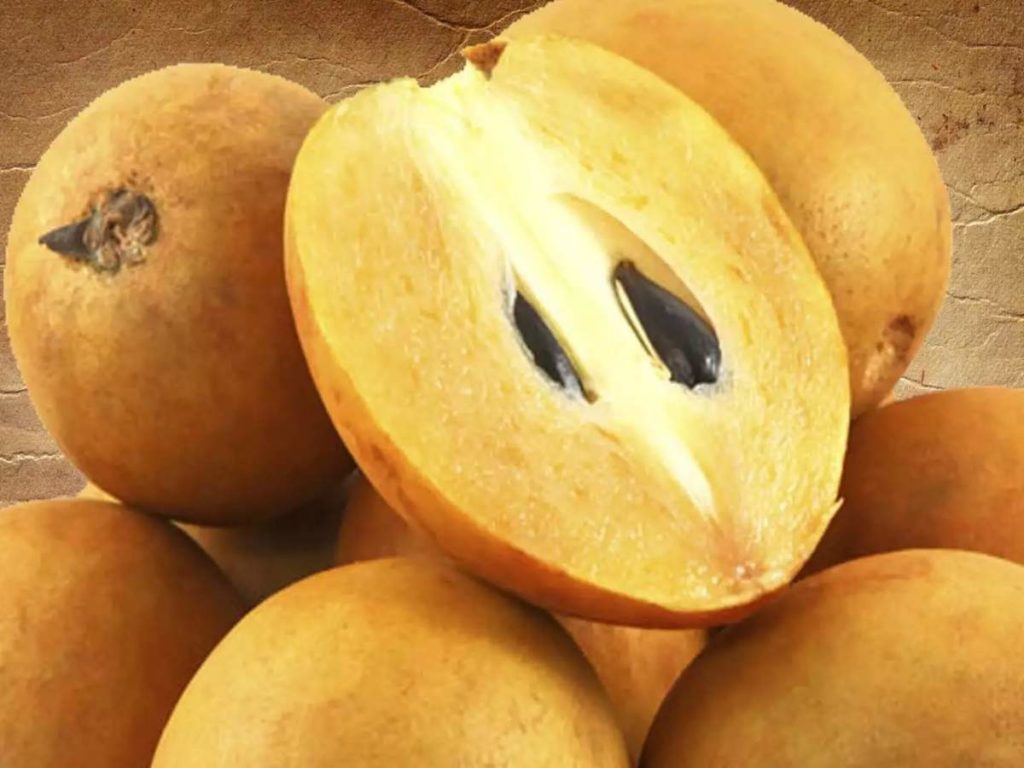 സപ്പോട്ട-കഴിച്ചാൽ-ലഭിക്കും-ഈ-ഗുണങ്ങളൊക്കെ
