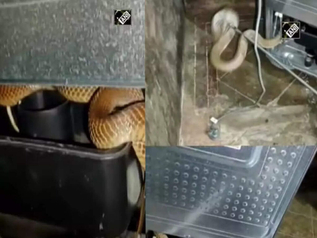 viral-video:-വീട്ടിലെ-ഫ്രിഡ്ജിനടിയിൽ-കയറിയിരുന്ന-സന്ദർശകനെ-കണ്ട്-ഞെട്ടി-വീട്ടുകാർ,-വൈറലായി-വീഡിയോ