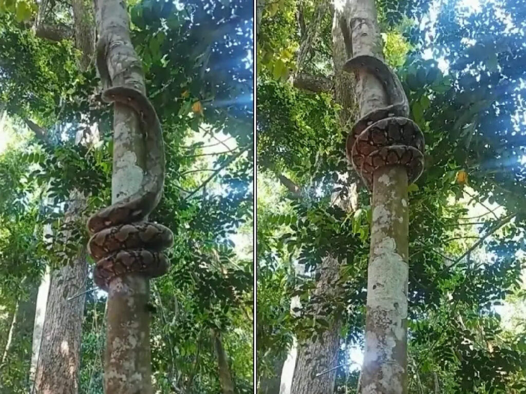 മരം-കയറുന്ന-പെരുമ്പാമ്പിനെ-കണ്ടിട്ടുണ്ടോ?-ഇല്ലെങ്കിൽ-കണ്ടോളൂ
